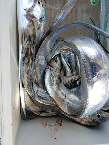 遊漁船　ニライカナイ 釣果