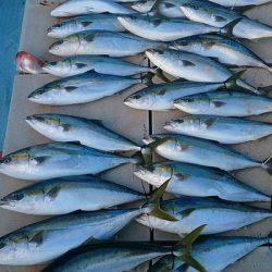 旭星釣りセンター 釣果