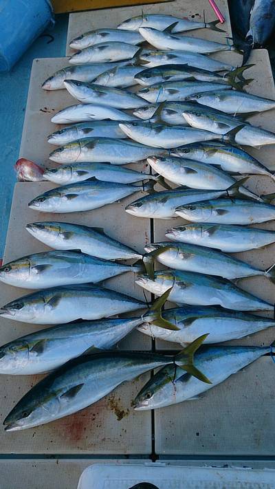 旭星釣りセンター 釣果