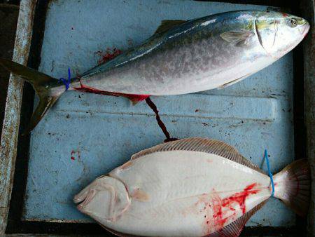 明神釣船 釣果