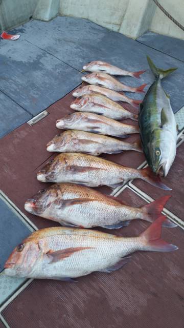 飛燕さくら丸 釣果