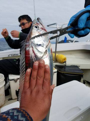 遊漁船　ニライカナイ 釣果