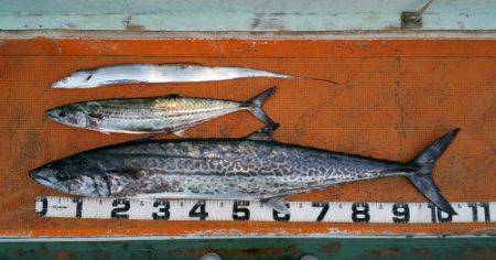 火遠理丸（ほおりまる） 釣果