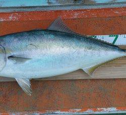 火遠理丸（ほおりまる） 釣果