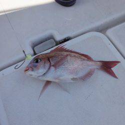 開進丸 釣果