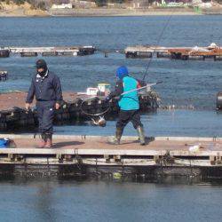 淡路じゃのひれフィッシングパーク 釣果