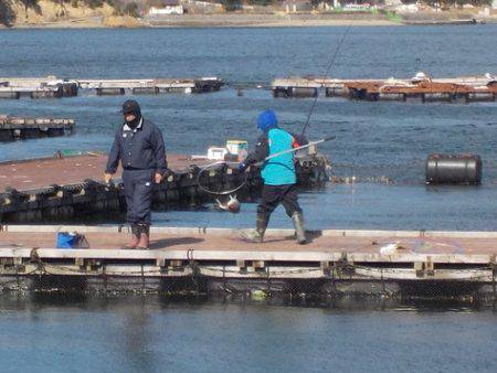 淡路じゃのひれフィッシングパーク 釣果