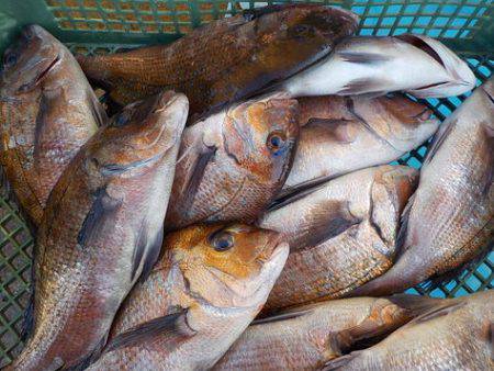 淡路じゃのひれフィッシングパーク 釣果