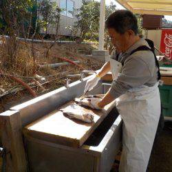 淡路じゃのひれフィッシングパーク 釣果