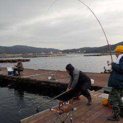 淡路じゃのひれフィッシングパーク 釣果