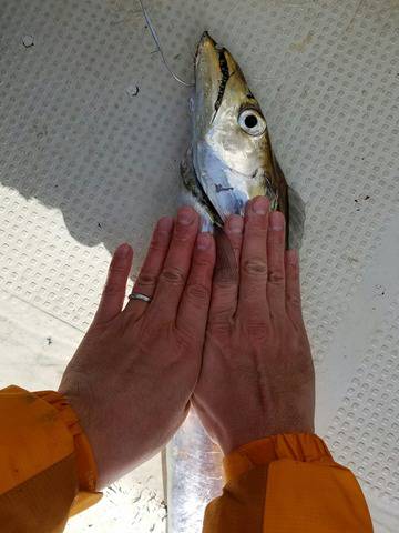 遊漁船　ニライカナイ 釣果