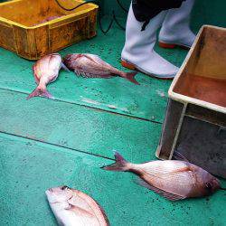 第三むつりょう丸 釣果