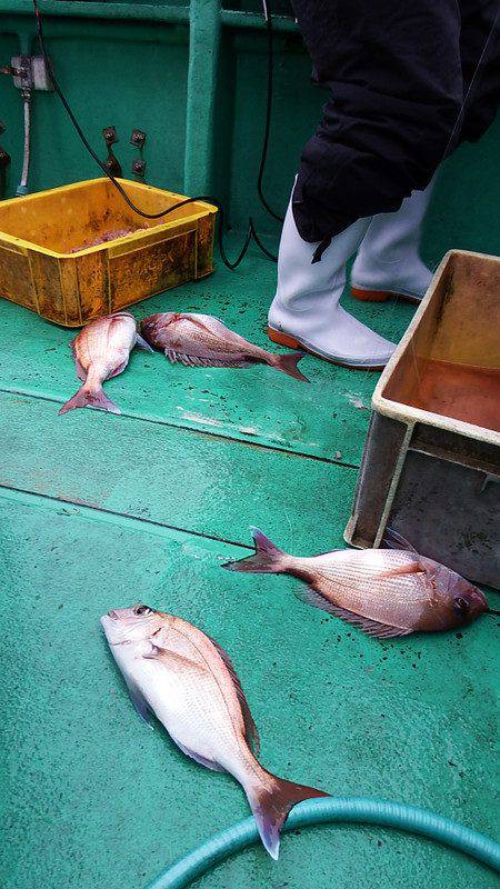 第三むつりょう丸 釣果