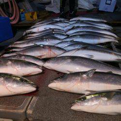 幸風（さちかぜ） 釣果