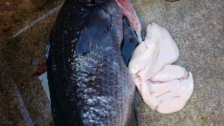 しば渡船 釣果