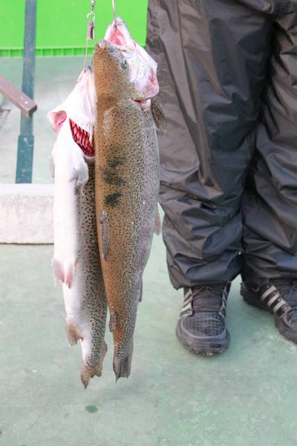 としまえんフィッシングエリア 釣果