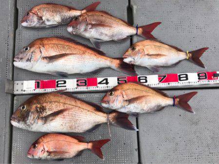 釣鯛洋 釣果