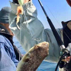 ヤザワ渡船 釣果