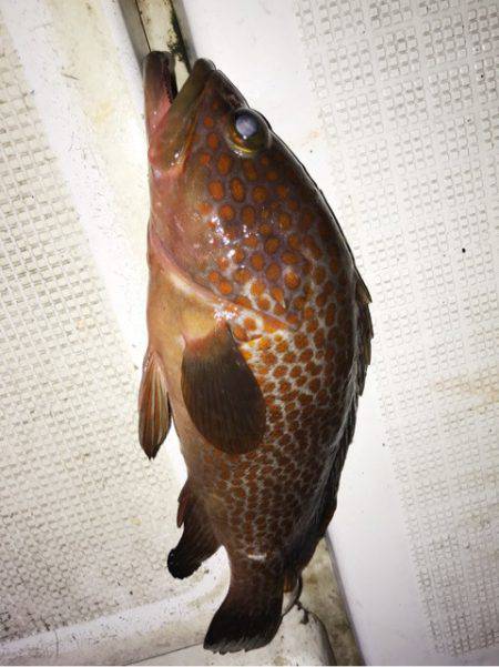 龍神丸（鹿児島） 釣果