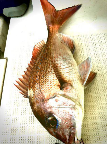 龍神丸（鹿児島） 釣果