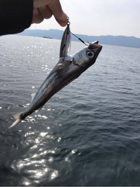 龍神丸（鹿児島） 釣果