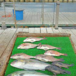 海の釣堀 海恵 釣果