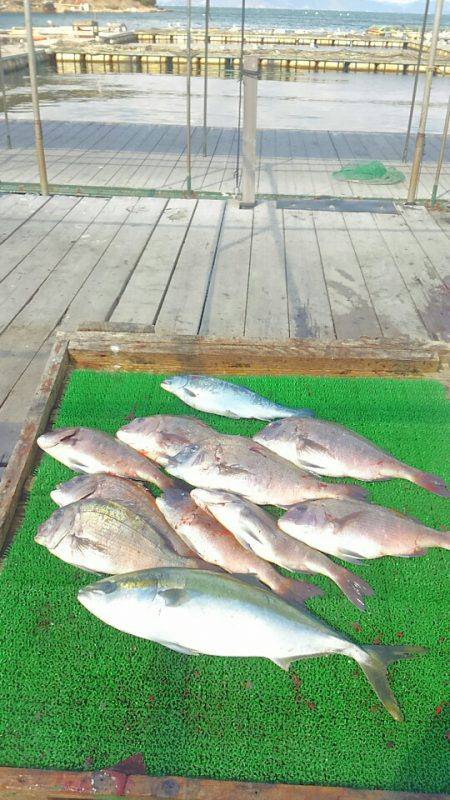 海の釣堀 海恵 釣果