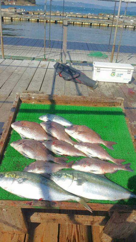 海の釣堀 海恵 釣果