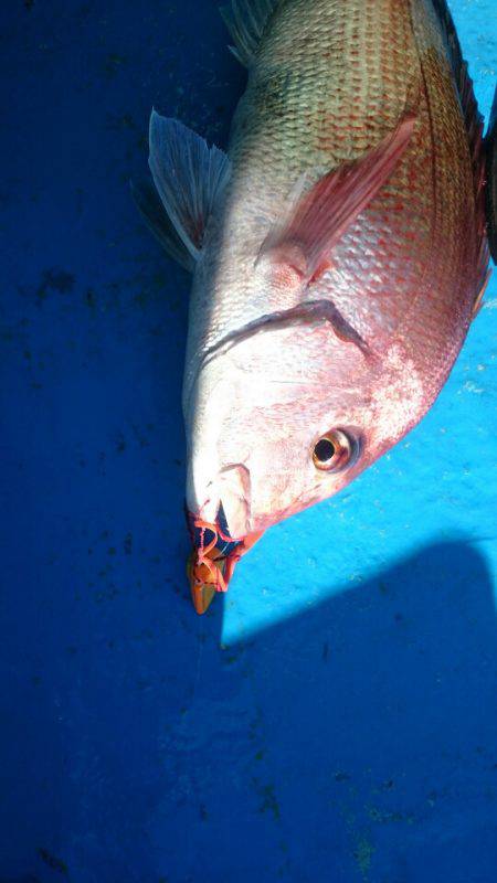 だて丸 釣果