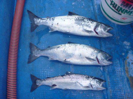 芳陽丸 釣果