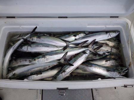 ひな丸 釣果