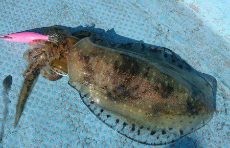 シースナイパー海龍 釣果