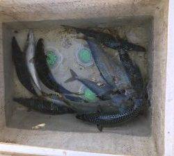 さぶろう丸 釣果