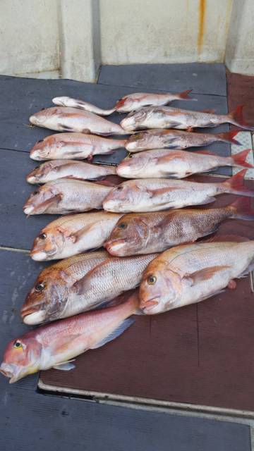 飛燕さくら丸 釣果