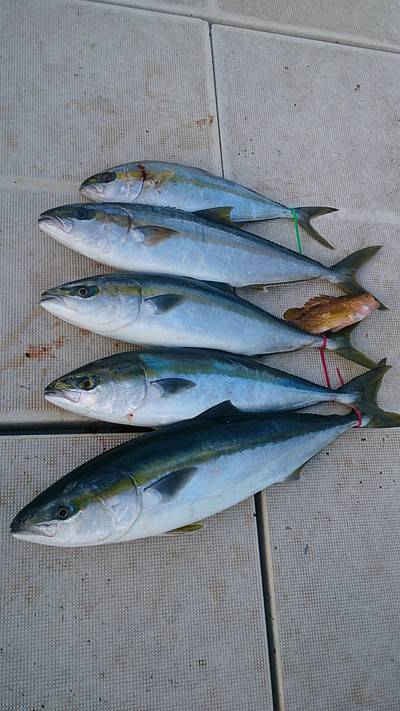 旭星釣りセンター 釣果