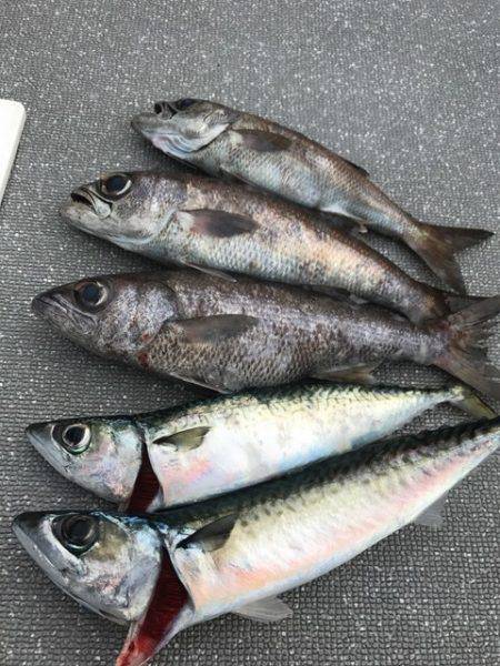 へいみつ丸 釣果