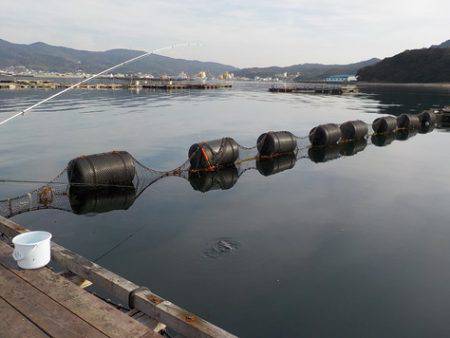 淡路じゃのひれフィッシングパーク 釣果