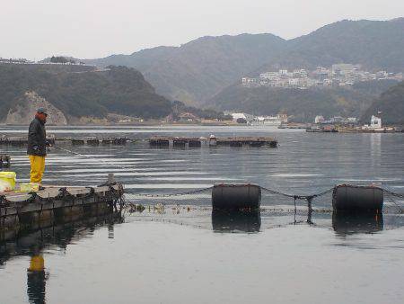 淡路じゃのひれフィッシングパーク 釣果