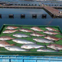 淡路じゃのひれフィッシングパーク 釣果