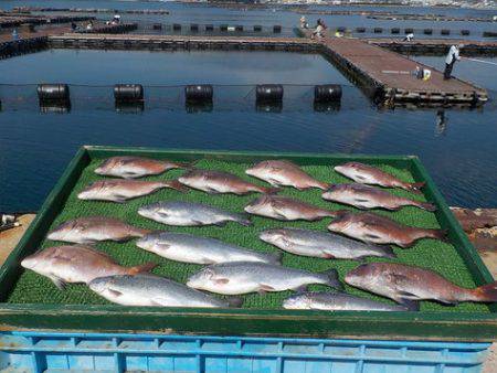 淡路じゃのひれフィッシングパーク 釣果