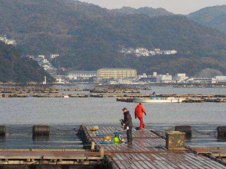 淡路じゃのひれフィッシングパーク 釣果