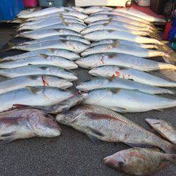 幸風（さちかぜ） 釣果