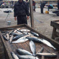 釣り堀水宝 釣果