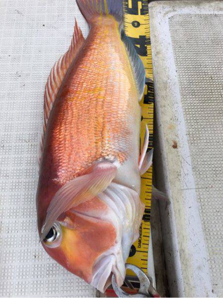 龍神丸（鹿児島） 釣果