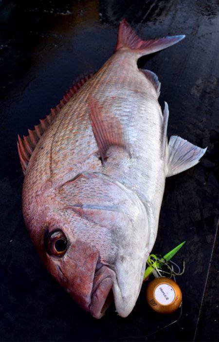 渡船屋たにぐち 釣果