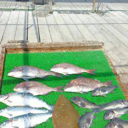 海の釣堀 海恵 釣果