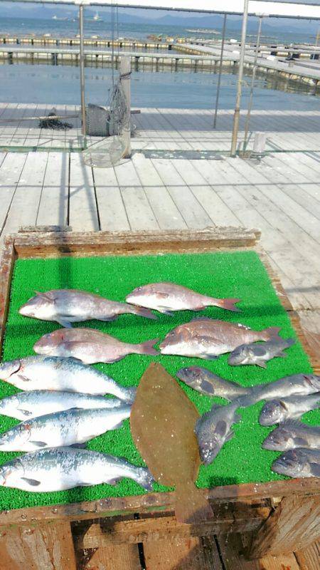 海の釣堀 海恵 釣果