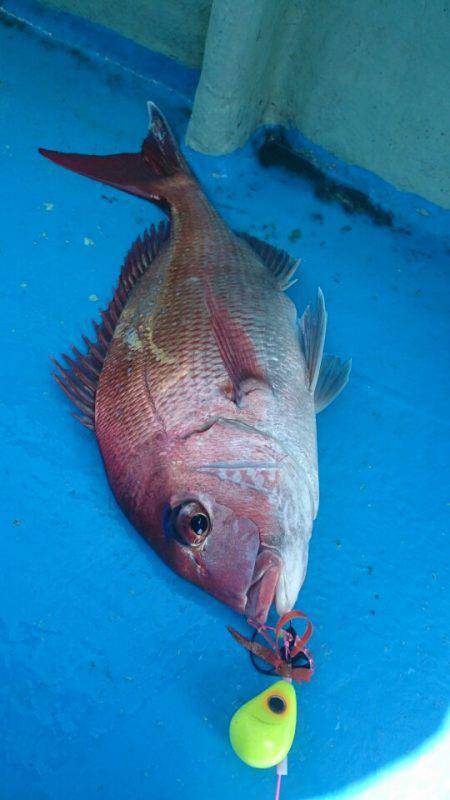 だて丸 釣果