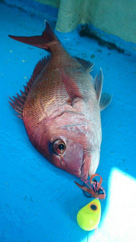 だて丸 釣果