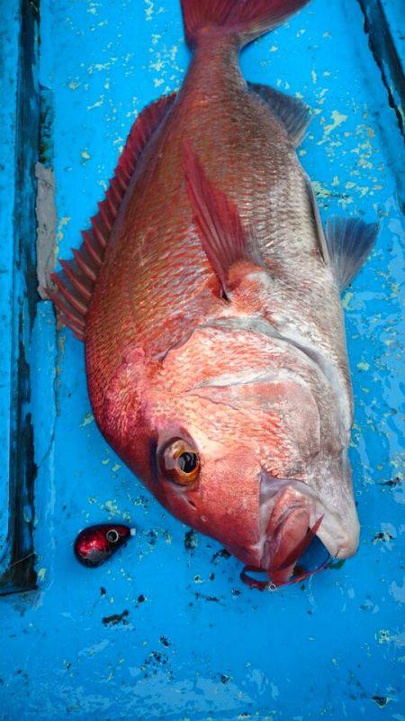 だて丸 釣果